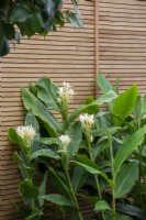 Hedychium gardnerianum against a contemporary slatted fence - The Calm of Bangkok, RHS Chelsea Flower Show 2021