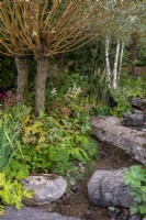 Salix alba underplanted with shae and damp loving plants next to a stream with a stone bridge -  The Yeo Valley Organic Garden, RHS Chelsea Flower Show 2021