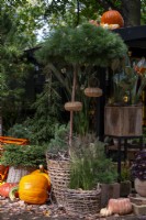 Arrangement of gourds and pumpkins surround a pine tree in basket container