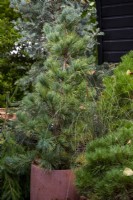 Pine trees in containers