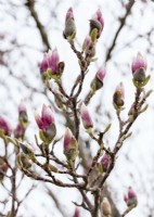 Magnolia x soulangeana, spring April
