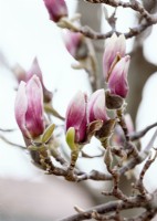 Magnolia x soulangeana, spring April

