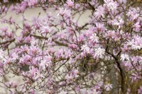Magnolia stellata Rosea, spring April