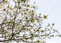 Magnolia stellata, spring March