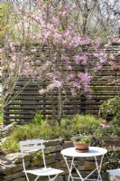 Magnolia x loebneri Leonard Messel, spring April