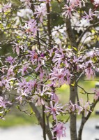 Magnolia x loebneri Leonard Messel, spring April