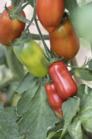 San Marzano tomato fruits, in varying ripeness on the vine. 