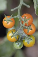 Tomato fruits, Sungold, on the vine ripening. Close up. September