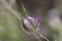 Love-in-a-mist, Nigella damascena, seedhead. Close up. Selective focus. September