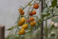 Tomatoes Sungold, ripening on the vine. Selective focus. Close up. September