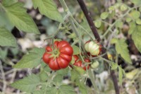 Marmande tomato fruit. Ripe on the vine. September