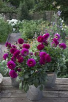 A group of shocking pink Dahlias in metal buckets on the raised deck. 