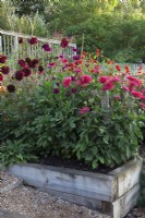 Left to right
Dahlia 'Sam Hopkins', 'Downham Royal', 'New Baby', and  'Ambition' in raised oak beds. 