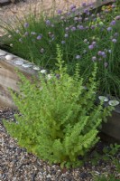 Mentha spicata var crispa 'Moroccan' - Moroccan Mint growing in pea shingle with Chives in oak raised bed decorated with sea shells.