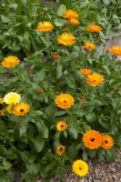 Calendula officinalis  - Marigolds self-sown in the pea shingle