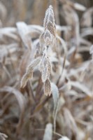 Chasmanthium latifolium - North America wild oats in the frost