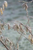 Corylus maxima 'Gunslebert' - Hazel catkins in the frost