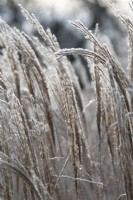 Miscanthus sinensis 'Gnome' - Eulalia in the frost