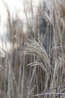 Miscanthus sinensis 'Herman Mussel' - Eulalia in the frost