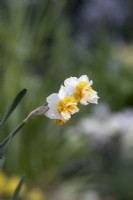 Narcissus tazetta 'Aleppo' - Paperwhite Daffodil 