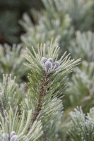 Pinus mugo subsp. mugo - Dwarf mountain pine in the frost