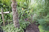 Tropical garden in August with lush planting including Persicaria microcephala Purple Fantasy and Trachycarpus fortunei by bark chippings path
