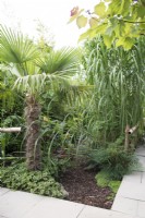 Tropical garden in August with lush planting including Persicaria microcephala Purple Fantasy and Trachycarpus fortunei 