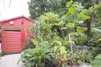 Tropical garden in August with path leading to painted red shed