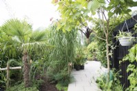 Tropical garden in August planted with Trachycarpus fortunei and Paulownia tomentosa