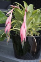 Billbergia x windii in a container