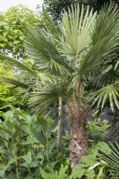 Trachycarpus fortunei in tropical garden