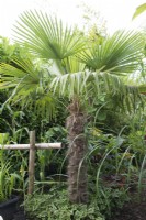 Trachycarpus fortunei in tropical garden underplanted with Persicaria microcephala 'Purple Fantasy'