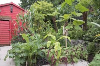 Tropical garden in August full of tender perennial plants with path leading to painted red shed