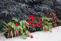 Bed planted with Sambucus nigra and begonia 