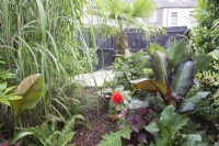 Tropical garden in August planted with Iresine herbstii, Ensete ventricosum Maurelii, Dahlia 'Karma Red Corona', Tetrapanax papyrifer 'Rex', Arundo and Trachycarpus fortunei 
