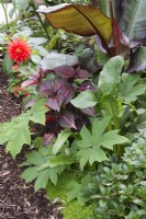 Tropical garden in August planted with Iresine herbstii, Ensete ventricosum Maurelii, Dahlia 'Karma Red Corona', Soleirolia soleirolii  and Tetrapanax papyrifer 'Rex'