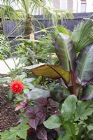 Tropical garden in August planted with Iresine herbstii, Ensete ventricosum Maurelii, Dahlia 'Karma Red Corona' and Trachycarpus fortunei 