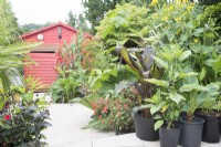 Tropical garden in August full of tender perennial plants with path leading to painted red shed