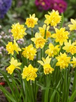 Narcissus Tete Rosette, spring May