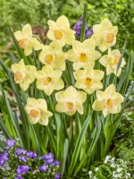 Narcissus Sandokan, spring May