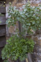 Watercress and parsley growing in aluminium containers hanging vertically against a wall