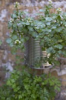 Watercress and parsley growing in aluminium tin containers hanging vertically against a wall