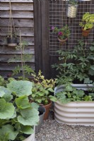 Growing vegetables in a courtyard space