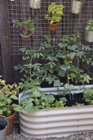 Growing vegetables in a courtyard space 