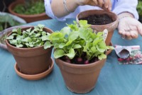 Succesional planting of radishes in terracotta pots