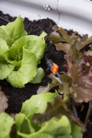 Growing lettuces in small spaces with irrigation system