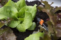 Growing lettuces in small spaces with water irrigation system