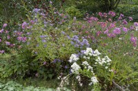 Herbaceous border of Japanese anemones and Michaelmas daisies