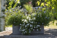 Grey box with Felicia 'Forever Blue' and snowflake flower Everest 'White Yeti'.