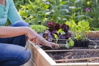 Woman planting Brussels sprout in raised bed.